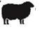 sheep